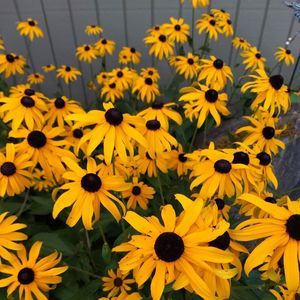 Meet your Posher, Heidi